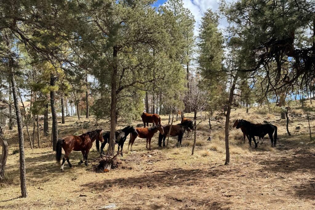 Twin Pines Casita - Big Yard, View, Porch, Hot Tub, & Charm Vila Ruidoso Exterior foto
